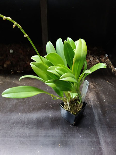 Masdevallia vittatula.jpg