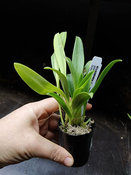 Masdevallia excelsior.jpg