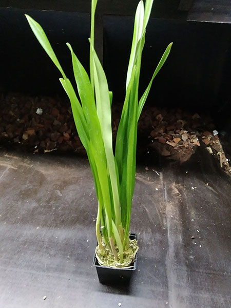 Dracula sibundoyensis.jpg