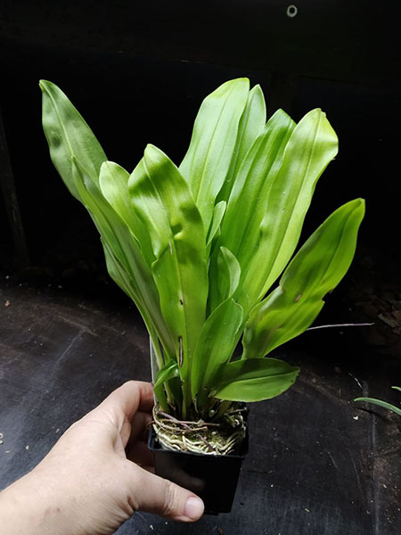 Dracula cordobae.jpg