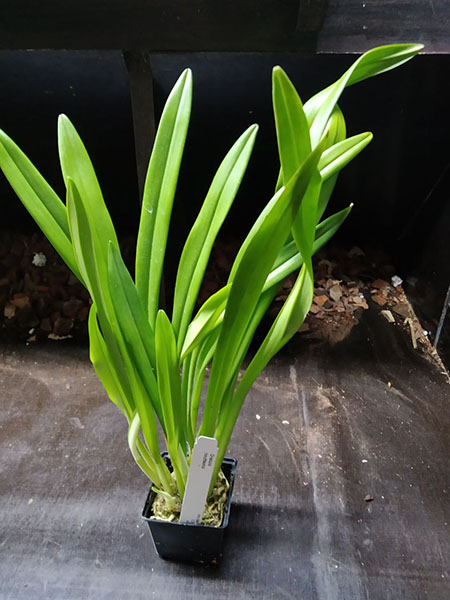 Dracula houtteana.jpg