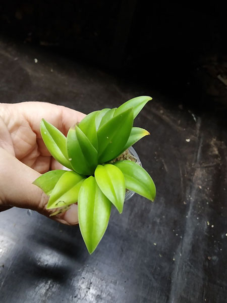 Masdevallia hirtzii.jpg