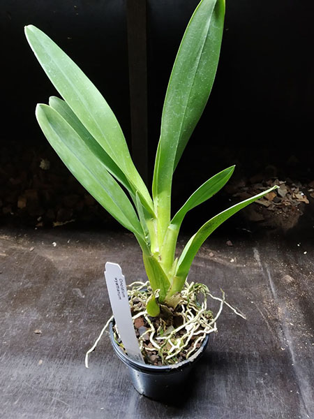 Odontoglossum wyattianum.jpg