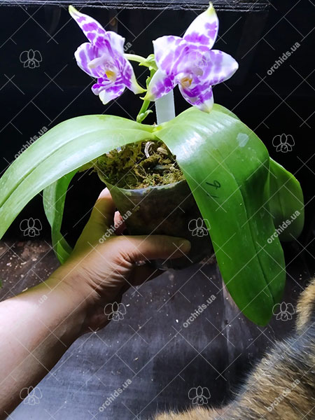 Phalaenopsis Mituo Purple Dragon 'BLue White' x Mituo Golden Tiger 'TTT'.jpg
