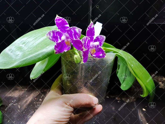 Phalaenopsis Mituo Purple Dragon 'BLue White' x Mituo Golden Tiger 'TTT'.jpg