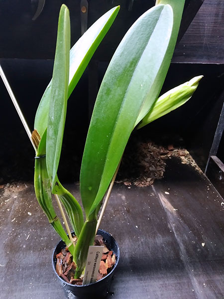 Cattleya warscewiczii sanderiana.jpg