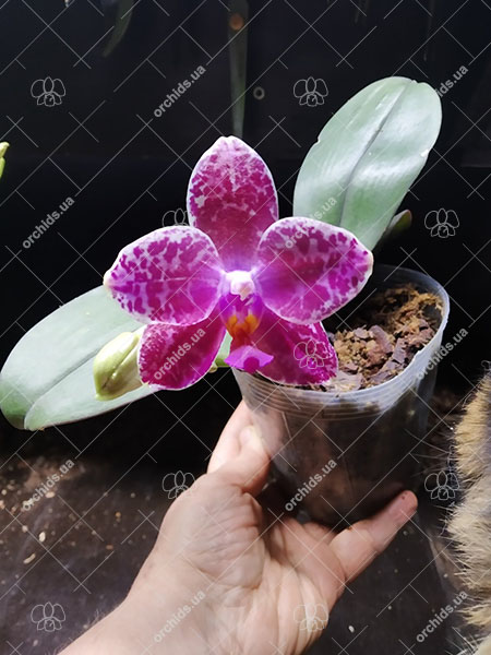 Phalaenopsis Diamond Beauty '1202' x Mituo Reflex Dragon 'B-1'.jpg