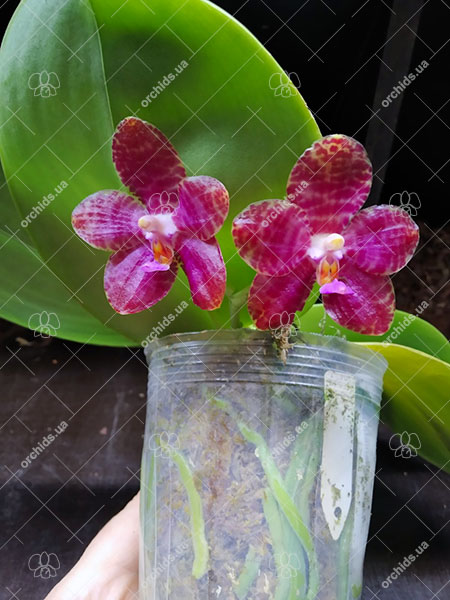 Phalaenopsis Mainshow Tiger (cross plants).jpg