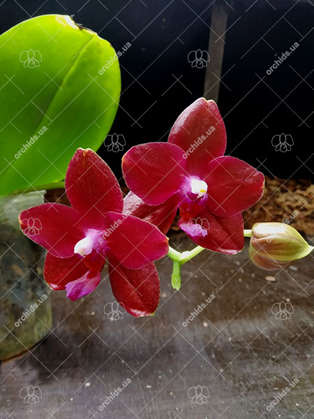 Phalaenopsis Mituo Sun 'Mituo #1' x Ld's Bear King 'RK-1'.jpg