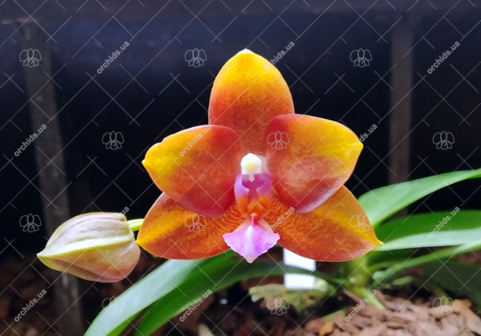Phalaenopsis Mituo Champion King 'Brick Red'.jpg