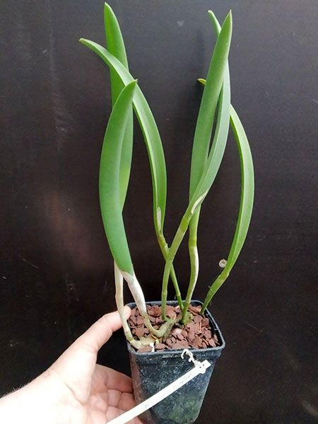 Brassavola Jiminy Cricket 'Superbug' (Brassavola nodosa x Rhyncholaelia digbyana).jpg