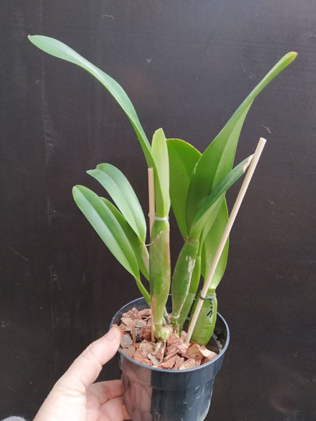 Cattleya trianae ('Fine Variety' x orlata rosea 'AWZ').jpg
