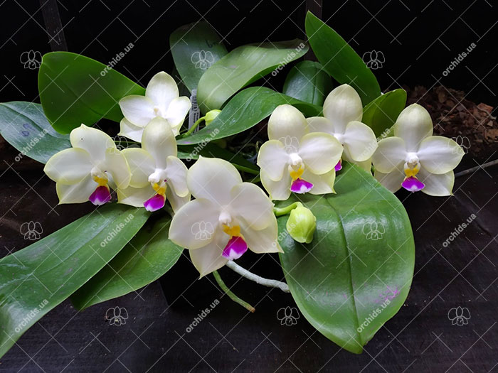 Phalaenopsis Mituo Bulleyes 'Little Snow White'.jpg