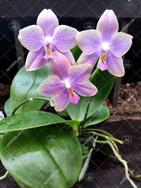 Phalaenopsis Diamond Beauty '1202' x Mituo Gelb Eagle 'Rainbow'.jpg