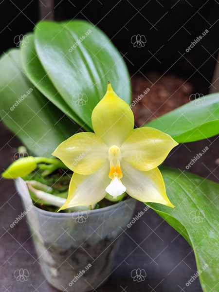 Phalaenopsis Tzu Chiang Tetralitz x Mituo Reflex Dragon.jpg