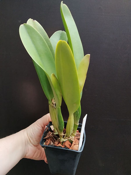 Cattleya schroederae (Equagenera).jpg