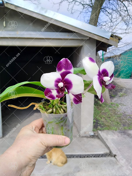 Phalaenopsis Mituo Diamond 'Panda'.jpg
