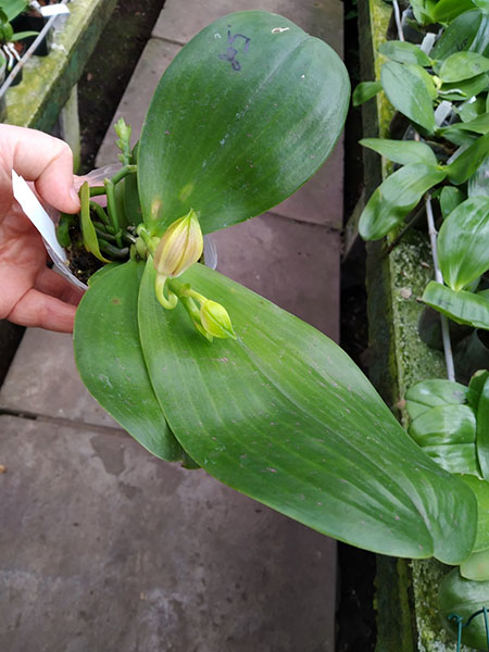 Phalaenopsis Mituo Reflex Dragon 'Blue -2'.jpg