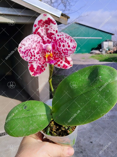 Phalaenopsis Mituo Diamond 'Cluster'.jpg