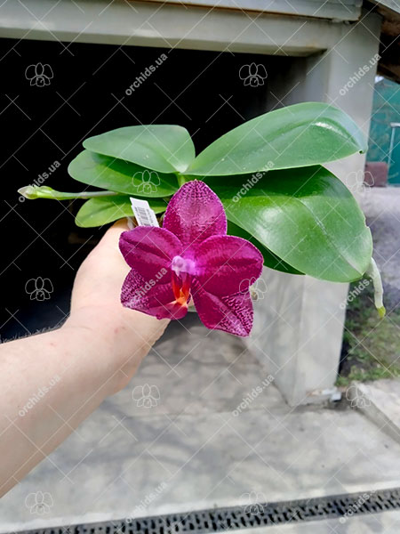 Phalaenopsis Mituo King 'K-Gold'.jpg