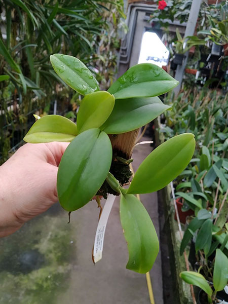 Cattleya violacea semialba ('Snowfire' x 'Incredible Flame').jpg