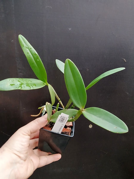 Cattleya forbesii var aurea x self.jpg