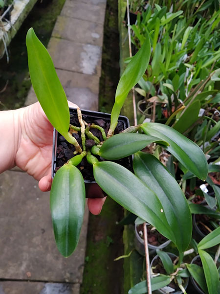 Laelia alaori alba x self.jpg