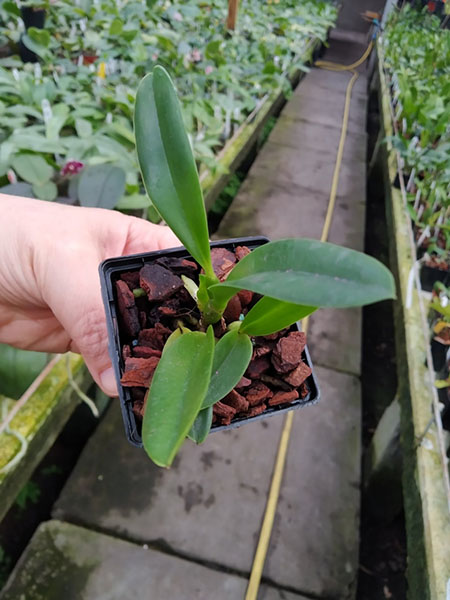 Laelia jongheana ('Z' x 'HG').jpg