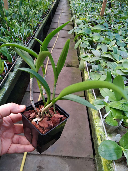 Laelia x oweniae.jpg