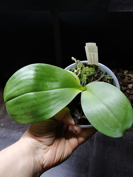 Phalaenopsis Mituo Sun 'Mituo #1' x Ld's Bear King 'YK-10'.jpg