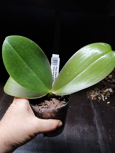 Phalaenopsis Mituo Sun 'Mituo#2' x Mituo King Bellina.jpg
