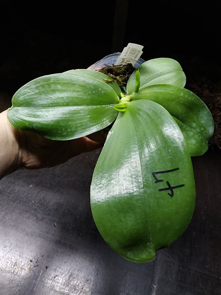 Phalaenopsis Mituo Reflex Dragon 'Blue - 2' x Mituo Love 'Rainbow-520'.jpg