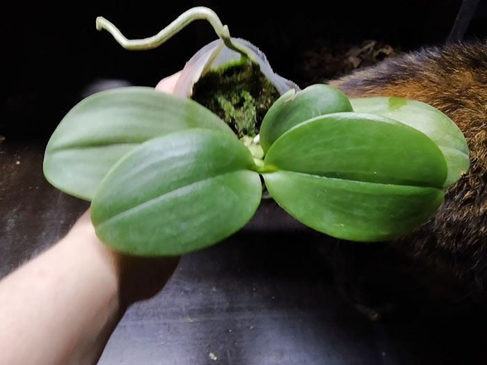 Phalaenopsis Yin’s Black Eagle 'Nobby’s B'.jpg