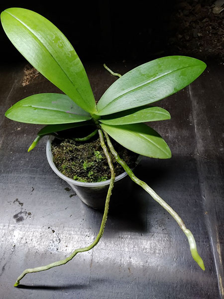 Phalaenopsis schilleriana x mannii black.jpg