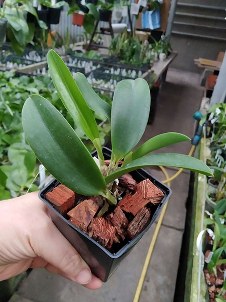 Laelia jongheana ('Z' x 'HG').jpg