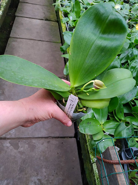 Phalaenopsis Mituo Princess 'Black Beauty' x Mituo Golden Tiger 'Green Tiger'.jpg