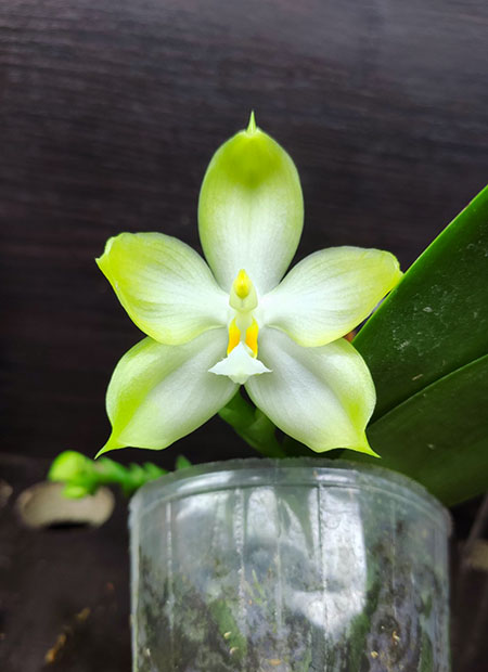 Phalaenopsis Tzu Chiang Tetralitz x Mituo Reflex Dragon.jpg