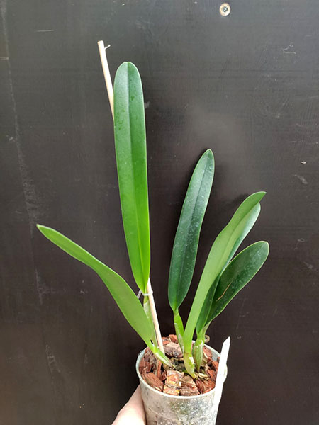 Laelia purpurata werkhauseri.jpg