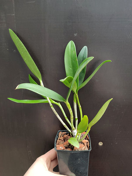 Cattleya leopoldii semi-alba 'Casellato' x multiforme 'Aquarela'.jpg