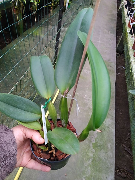 Cattleya labiata tipo 'Do Caliman' x tipo '3878'.jpg