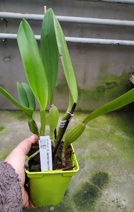 Cattleya warneri tipo x tipo.jpg