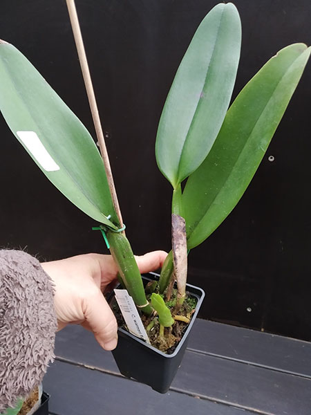 Cattleya warneri flamea x trilabelo.jpg