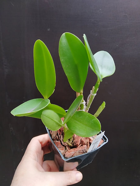 Cattleya x isabella (Cattleya forbesii x Cattleya intermedia).jpg