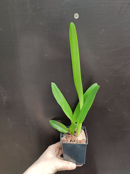 Laelia lobata concolor.jpg