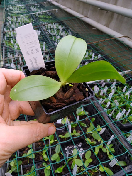 Phalaenopsis (violacea indigo x micholitzii #1) x Java Queen #10.jpg