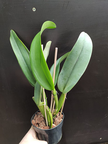 Cattleya warneri semi-alba ('Pater Noster' x 'Guindani').jpg