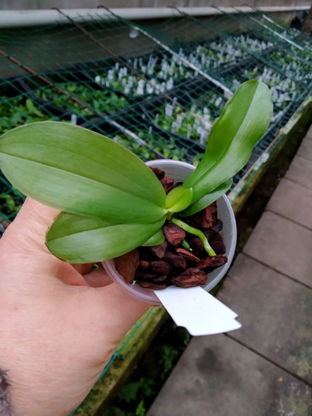 Phalaenopsis violacea indigo x (javanica x Ld's Bear Queen yellow).jpg