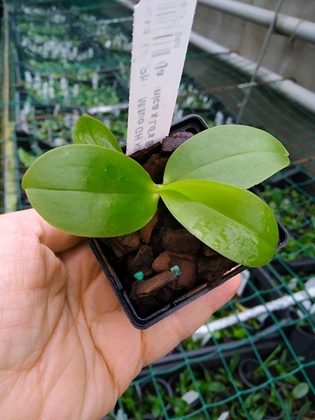 Phalaenopsis Mituo GH King Star #24 x (javanica x Ld's Bear Queen).jpg