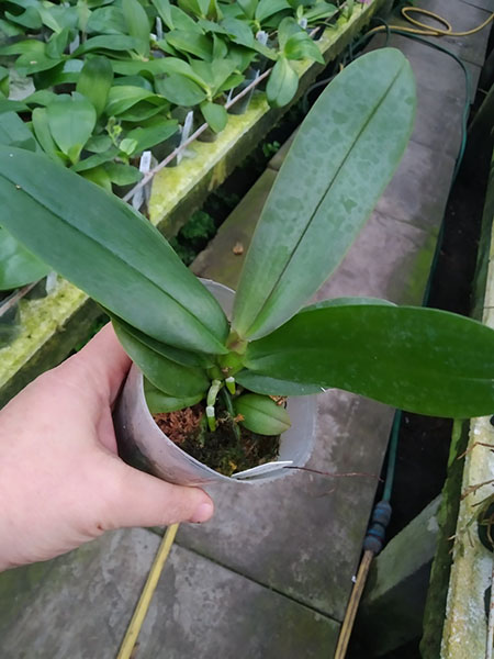 Phalaenopsis Mituo Peacock Queen 'Peacock'.jpg
