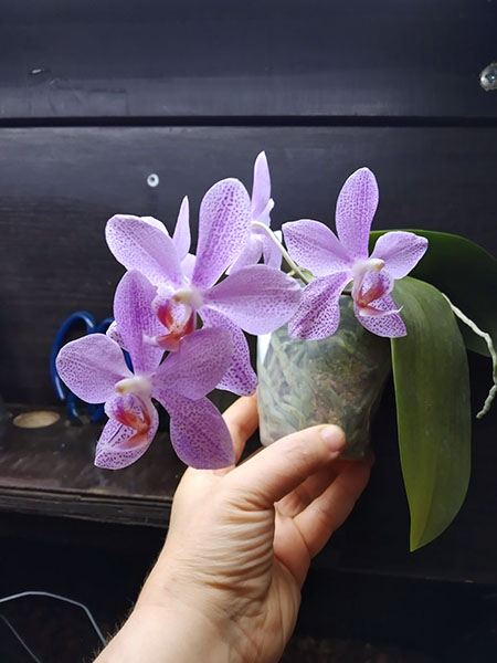 Phalaenopsis gigantea x sanderiana 'Silver Leaf'.jpg